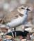 Western snowy plover