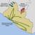 ebola spread in western africa